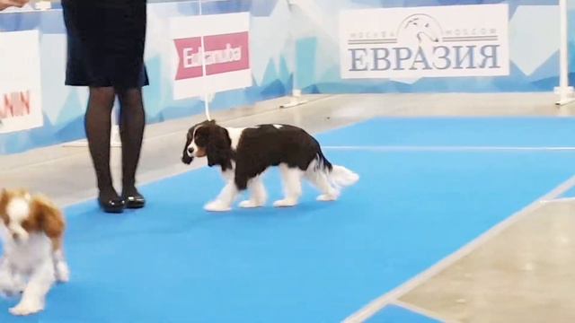 Евразия 2 (2019) Кавалер кинг чарльз спаниель. Сравнение на лучшего щенка.