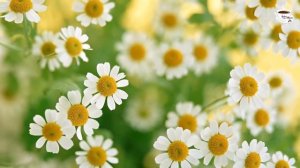 Невероятно красивая музык Сергей Грищук, трогает до глубины Души!Хочется слушать снова и снова!