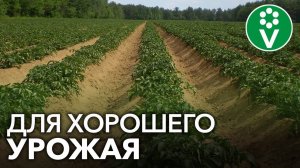 ОБРАБОТАЙТЕ ЭТИМ БОТВУ КАРТОФЕЛЯ перед уборкой урожая!
