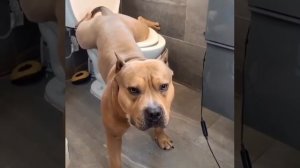 собака писает в унитаз!