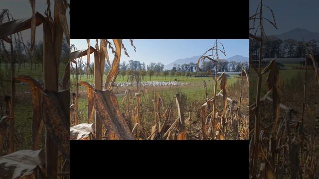 Weidegänse aus dem Maisfeld смотреть онлайн