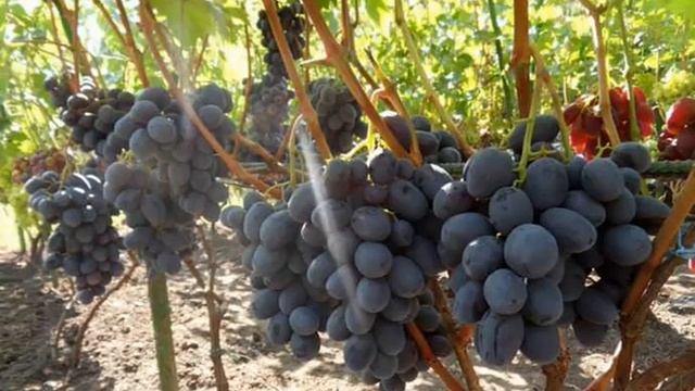 ВИНОГРАД РУСЛАН - ОПИСАНИЕ - ХАРАКТЕРИСТИКА смотреть онлайн