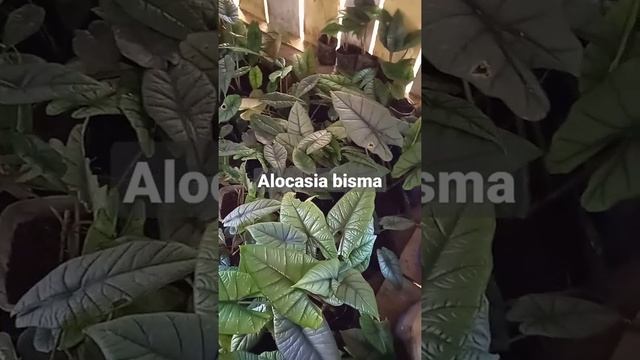 alocasia bisma, lokasi sekadau kalbar смотреть онлайн