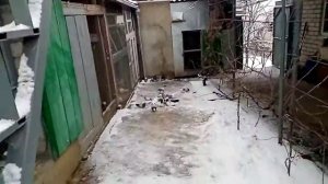 Северо кавказские голуби