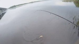 ОБЗОР И ЛОВЛЯ НА СПИННИНГ "MAXIMUS BUTCHER"