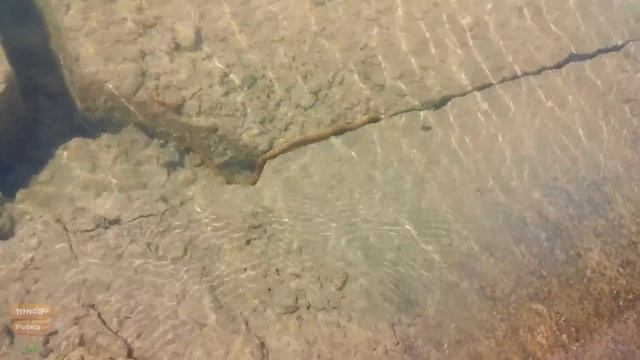 Новопятигорское озеро. Змейки в озере. Пятигорск. Достопримечательности. смотреть онлайн