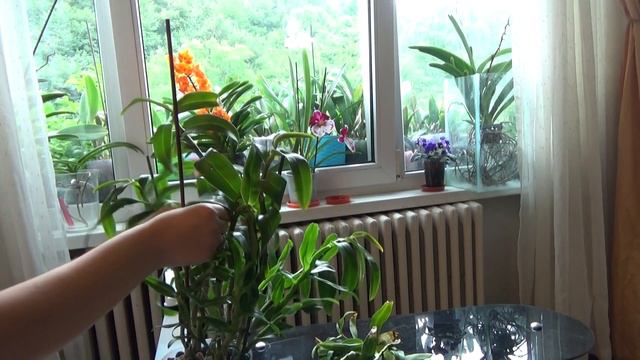 Removing older canes on dendrobium nobile orchids and tidying it up смотреть онлайн
