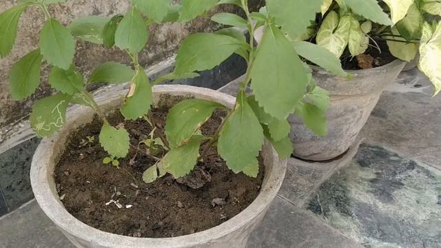 स्टीविया करे मधुमेह से बचाव | Stevia Plant for Diabetes | Diabetes Stevia смотреть онлайн