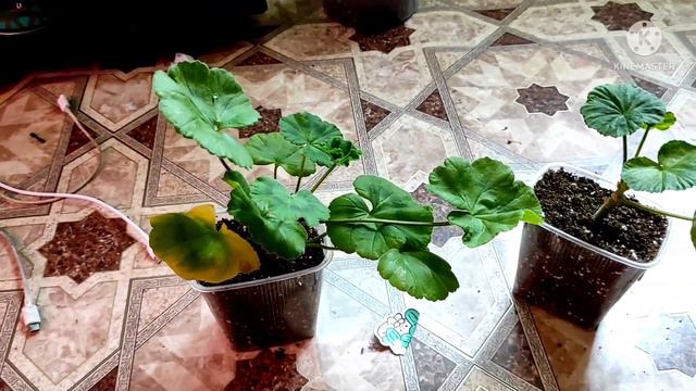 новые черенки пеларгонии в моей коллекции 🙂 смотреть онлайн