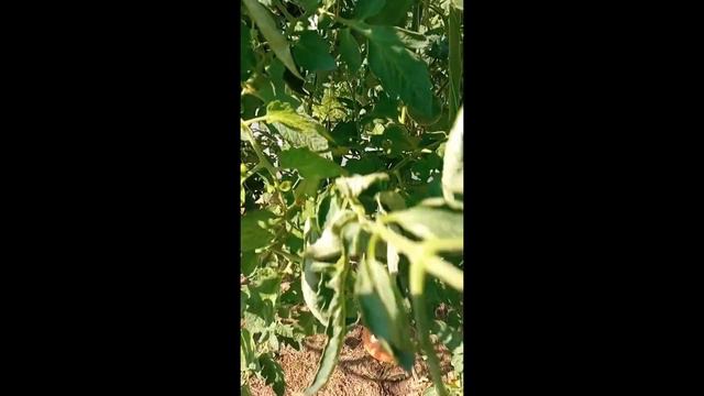 Томаты для открытого грунта из моей коллекции г. КИРОВ. Ватсап тел. 89229284031 смотреть онлайн