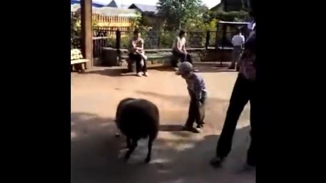 Зоопарк в Челябинске.wmv смотреть онлайн