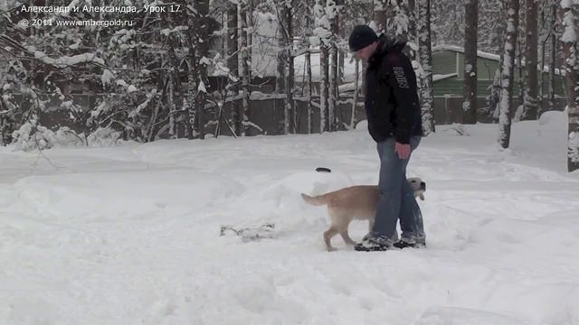 Retriever puppy training. Lesson 17/Обучение щенка ретривера. Урок 17 смотреть онлайн