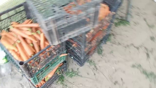 Молодая Морковь На Рынок Херсонская область смотреть онлайн