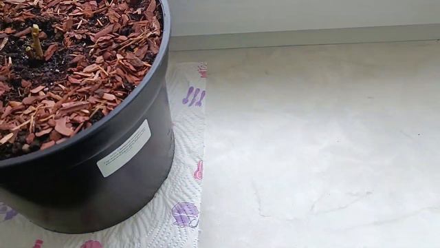 Мои новиночки - гортензии от Веры Глуховой🌱 смотреть онлайн