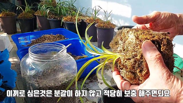 한국춘란 누구나 쉽게 기르는 방법(2)//절대로 안 죽습니다// смотреть онлайн