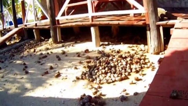 Cayo Blanco Cuba. Звери острова Кайо Бланко. Куба. смотреть онлайн