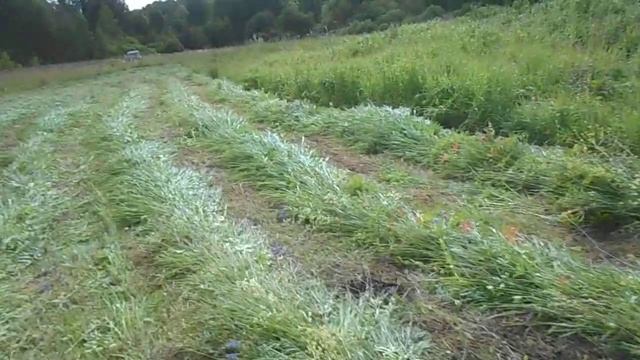 Польская роторная косилка в работе смотреть онлайн