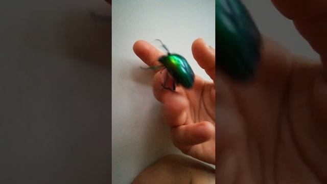 Большая зеленая Бронзовка/ Big green beetle смотреть онлайн
