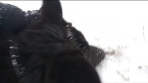 Прогулка с Овчаркой 《ЧЕРНАЯ НЕМЕЦКАЯ ОВЧАРКА,ДЛИННОШЕРСТНАЯ》