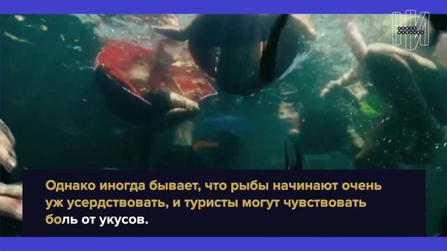 Бесплатный СПА или атака рыб на человека, что происходит в Анталии? смотреть онлайн