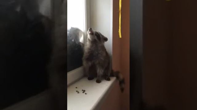 Как вкусненько! Енотик! смотреть онлайн