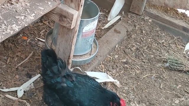 Soil Amendments: Part 2 (Meals, Manures, Minerals and Mycorrhizae) смотреть онлайн