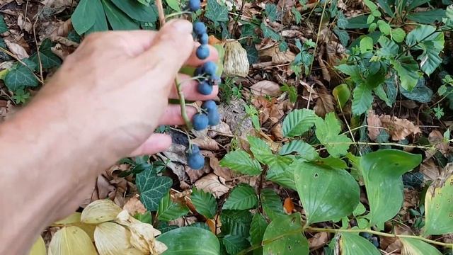 Vielblütige Weißwurz - Reifende Früchte - 29.08.18 (Polygonatum multiflorum) - giftige Wildpflanzen смотреть онлайн