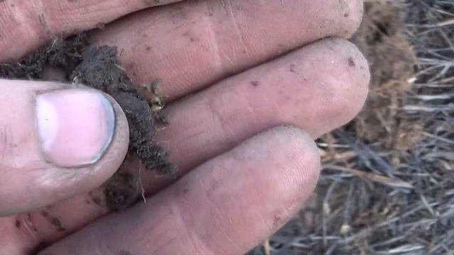 Коп!На не тронутом поле! смотреть онлайн