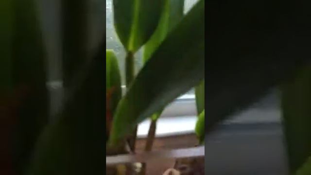 Orchids In Semi Water Culture