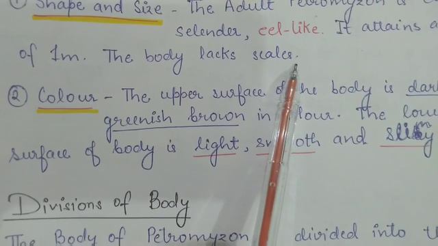 Cyclostomata - Petromyzon ( General Characteristics)