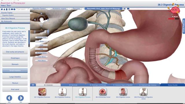 Introduction to gastrointestinal tract ( anatomy ) смотреть онлайн