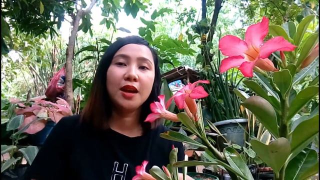 Kalachuchi Plants care guide and banana peel tea fertilizer for flower booster | Plumeria Plant смотреть онлайн