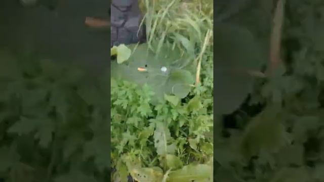 Избавляемся от конкурентов смотреть онлайн