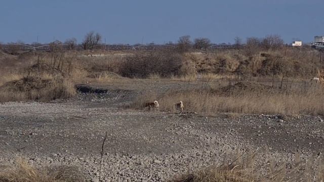 Старенький пёс Граф привыкает к нам/Стая собак на воле смотреть онлайн