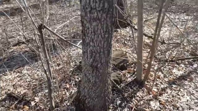 Подкормка пшеницы весной аммиачной селитрой.Селитра - удобрение для пшеницы. смотреть онлайн