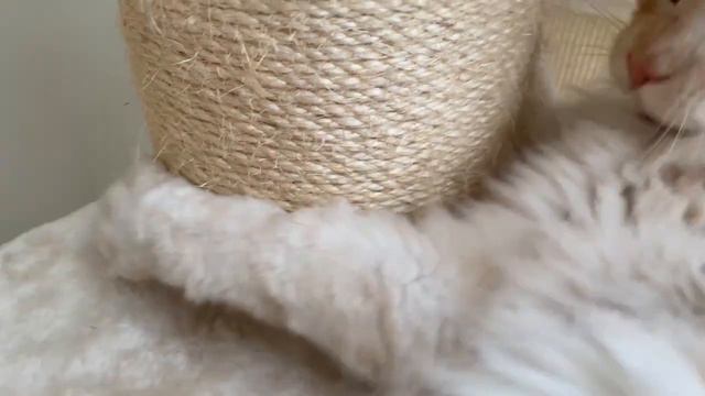 How to tell if your cat is a Maine Coon with the help of our four смотреть онлайн