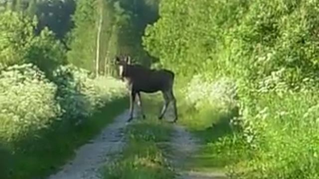 Охота. 26.06 2009. Переход лосей. смотреть онлайн