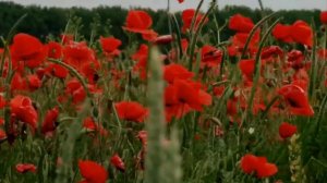 футаж - маки