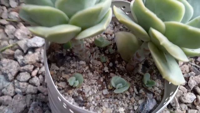 Echeveria Lovely Rose