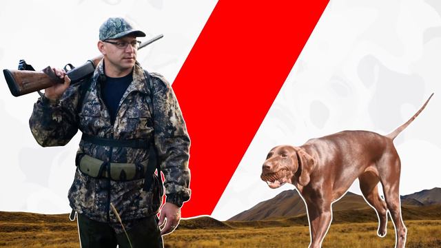 THE 10 BELGIAN DOG BREEDS смотреть онлайн