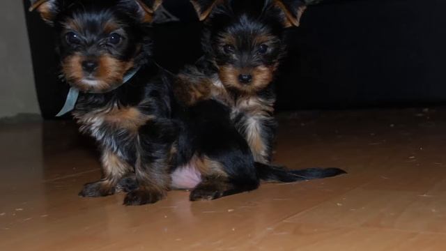 Щенки Йорки