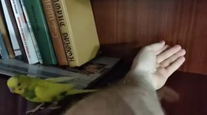 КАК приручить ПОПУГАЯ к РУКАМ если он боится? #2