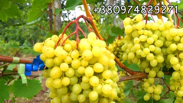 Цимус  ( Писанки О .М )