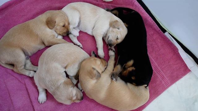 Farlat Saluki - Fara & Coral Charm babies 18 day смотреть онлайн