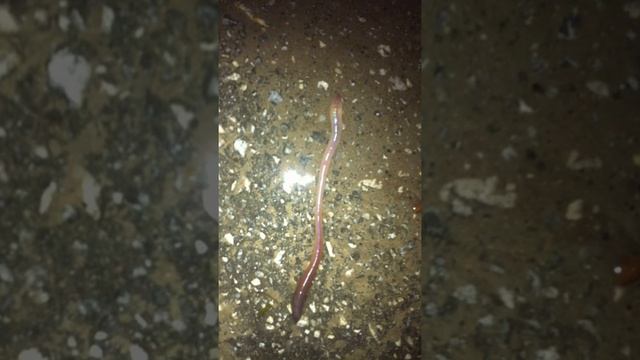 Почему дождевые черви выползают на поверхность после дождя? В чем причина? смотреть онлайн