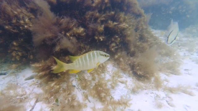 Playa Larga ?? snorkeling, Hotel Mojito, Cayo Coco, Cuba смотреть онлайн