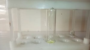 Реакция СЕРЫ и ГИДРОКСИДА НАТРИЯ. S + NaOH. Получение СУЛЬФИДА НАТРИЯ. Опыты по химии. Эксперименты