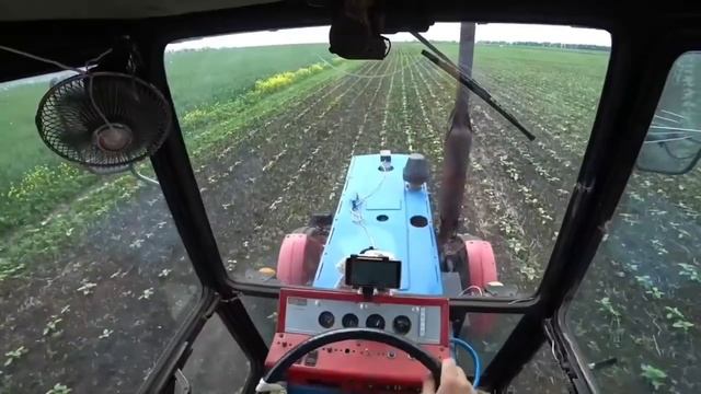 "Подсолнух ? под гранстар" от посева до уборки 140 дней/ РЕЗУЛЬТАТ смотреть онлайн