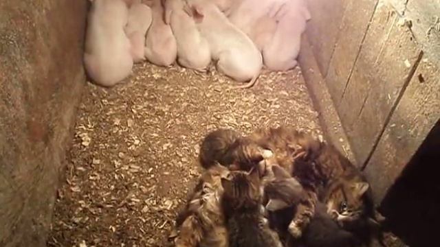 Перемирие смотреть онлайн