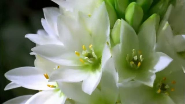 Michel Jean Legrand смотреть онлайн